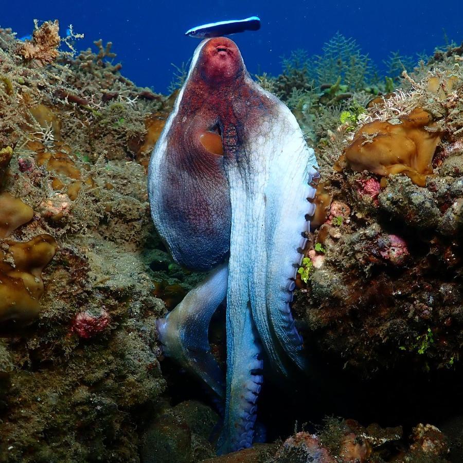 Araya Dive Resort Togean Bomba 外观 照片